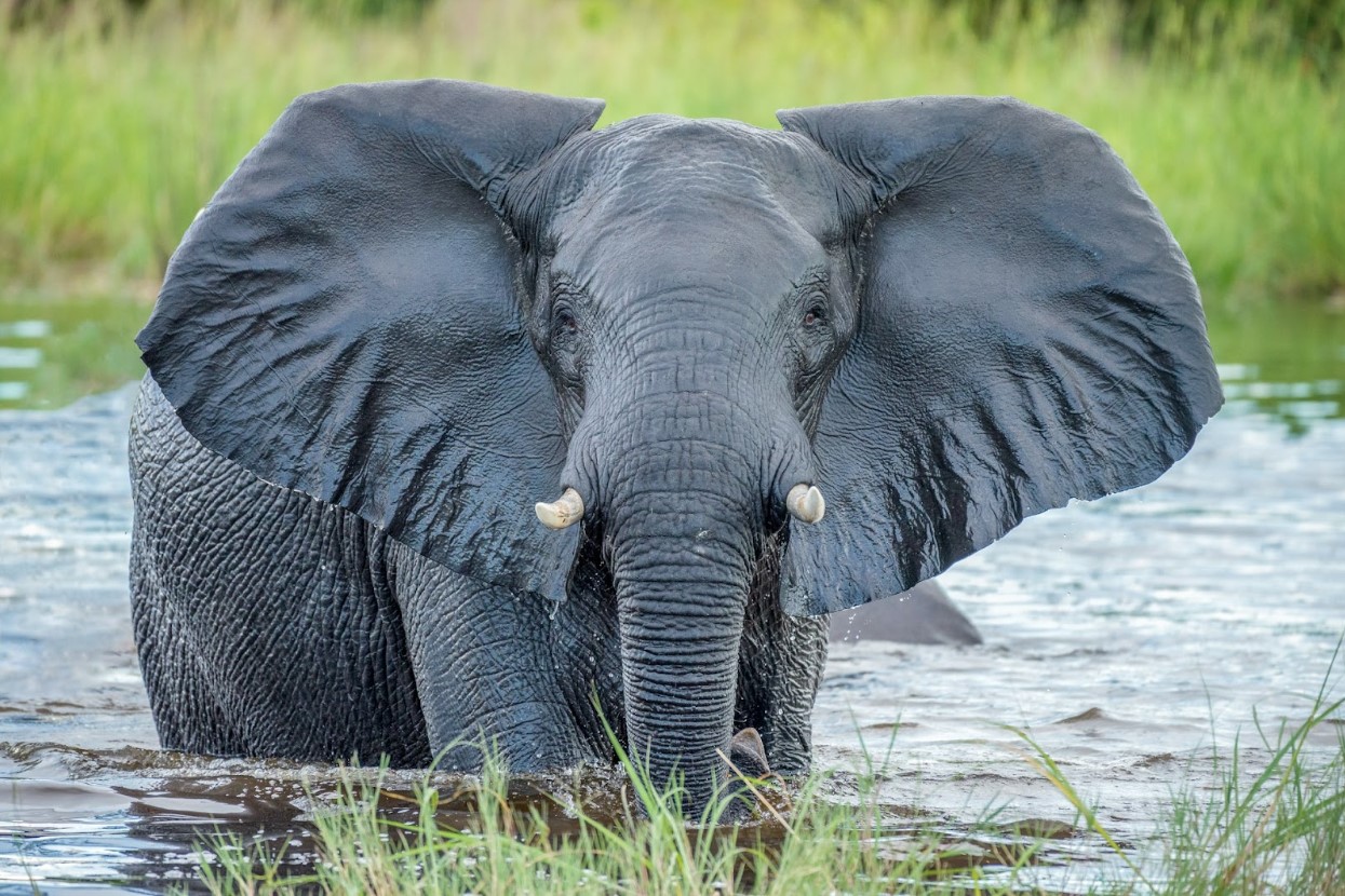A grey elephant in the water in Okavango Delta, Botswana