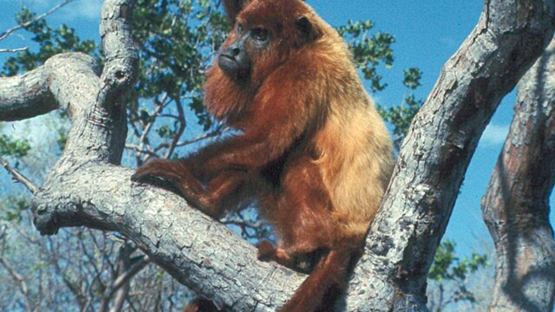 A Red Howler monkey sitting between tree branches with a blue sky in the background.
