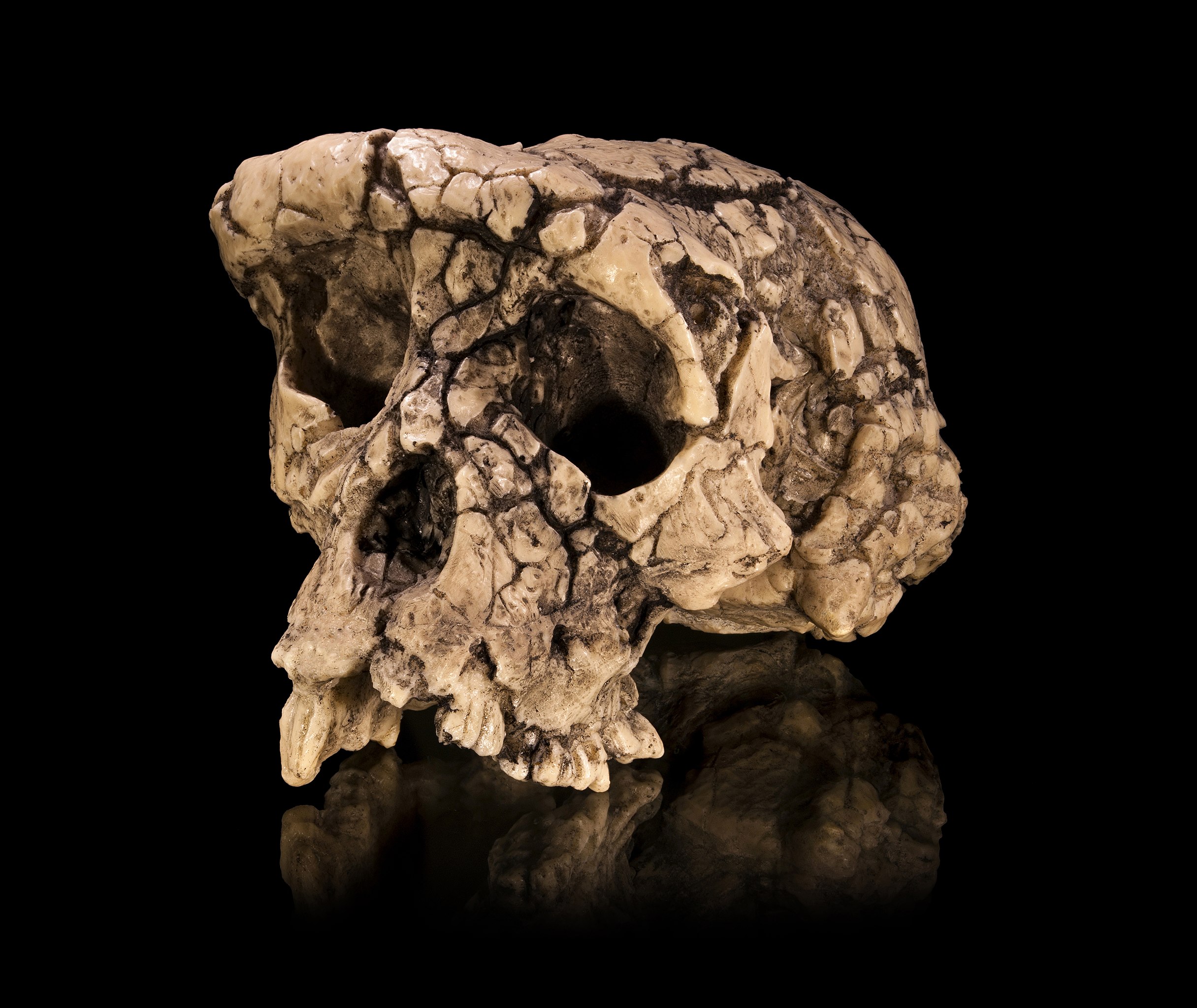 The skull of an ancient hominin.