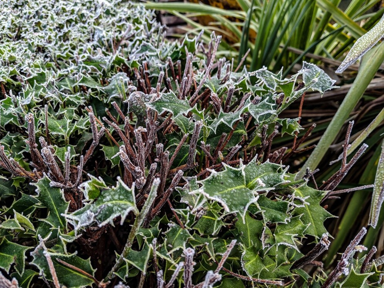 Plants on the ground are frozen
