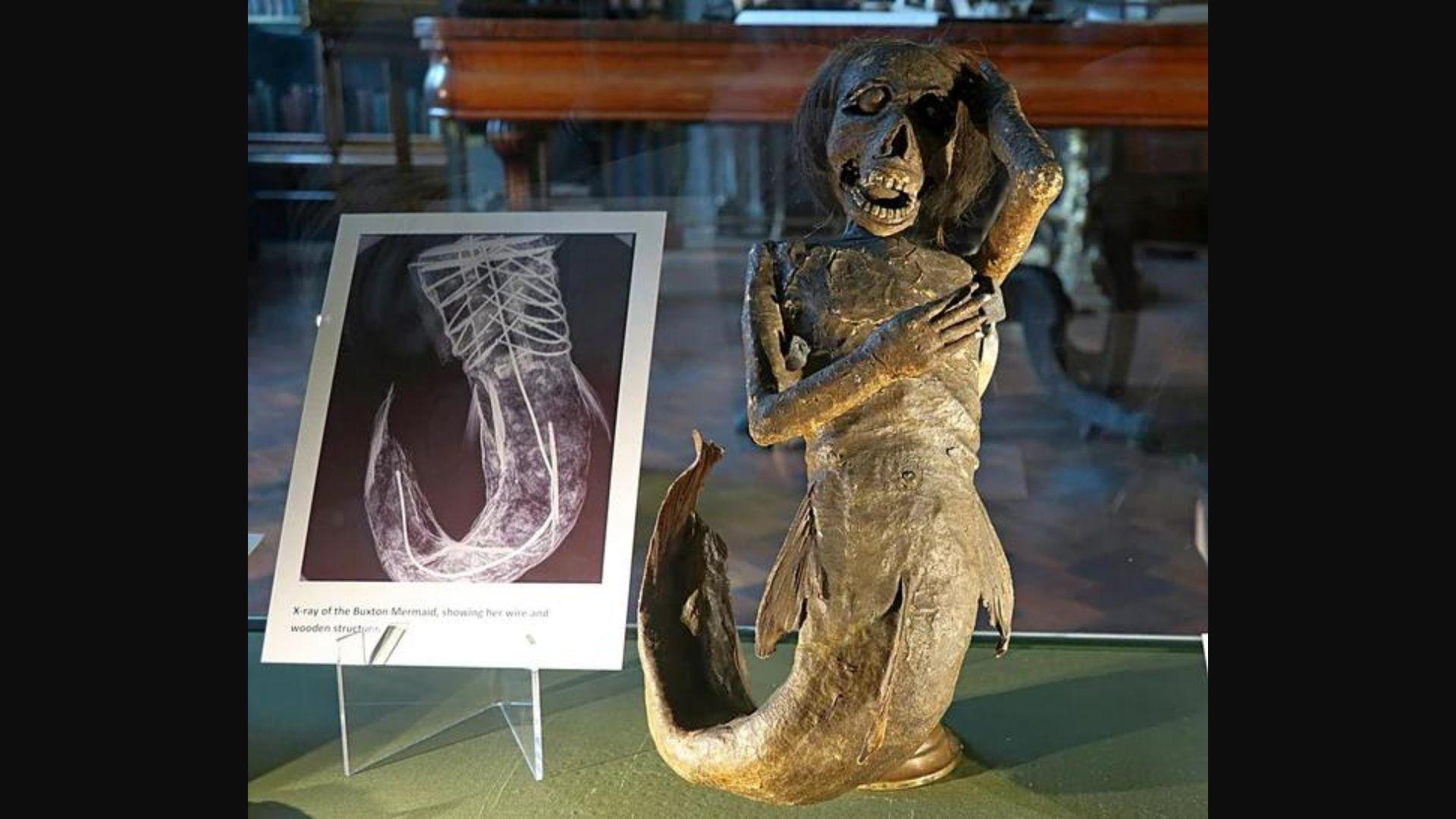 An ancient Fejee Mermaid on display at a museum with a fake x-ray alongside it