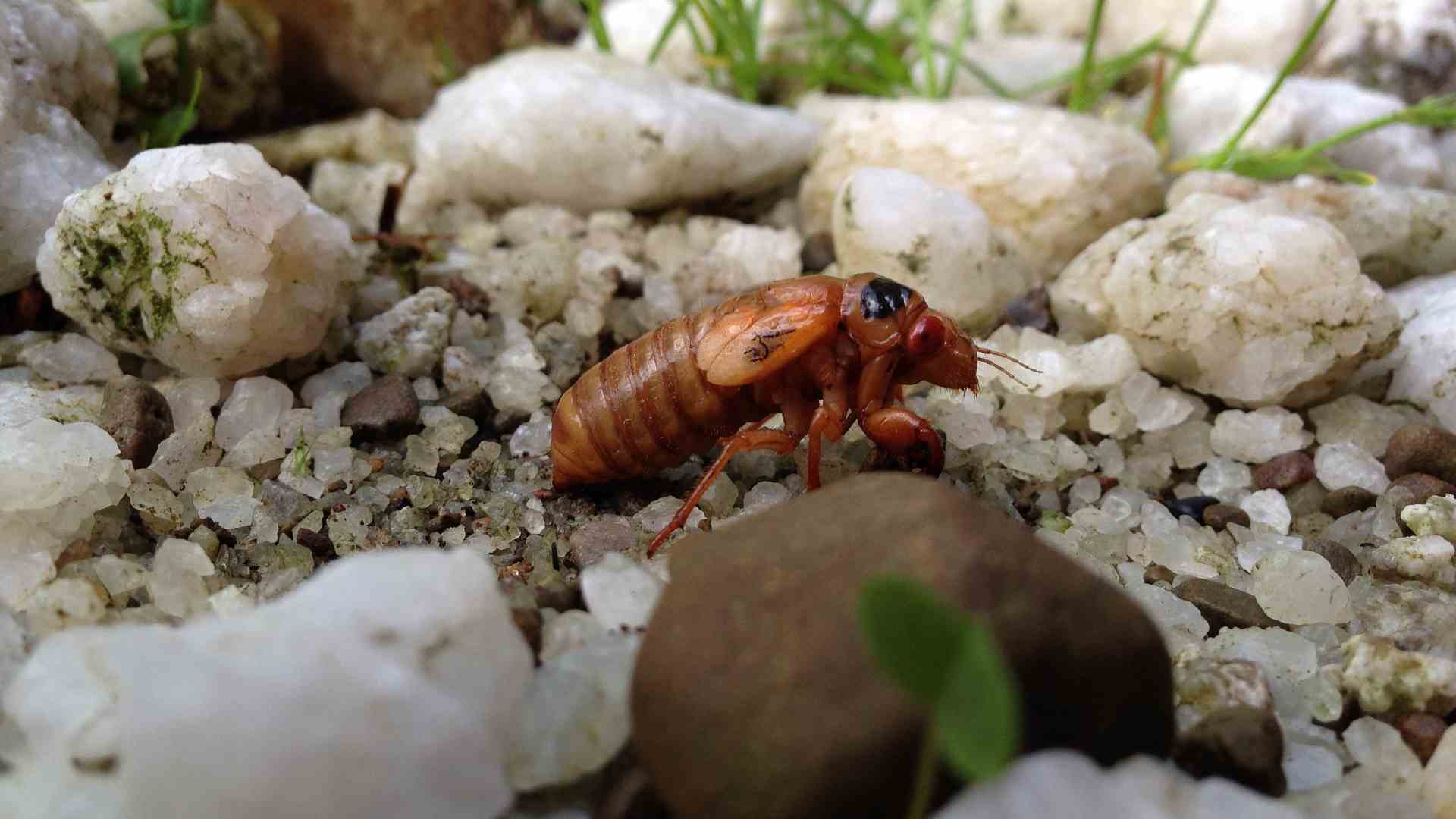A cicada on the ground.