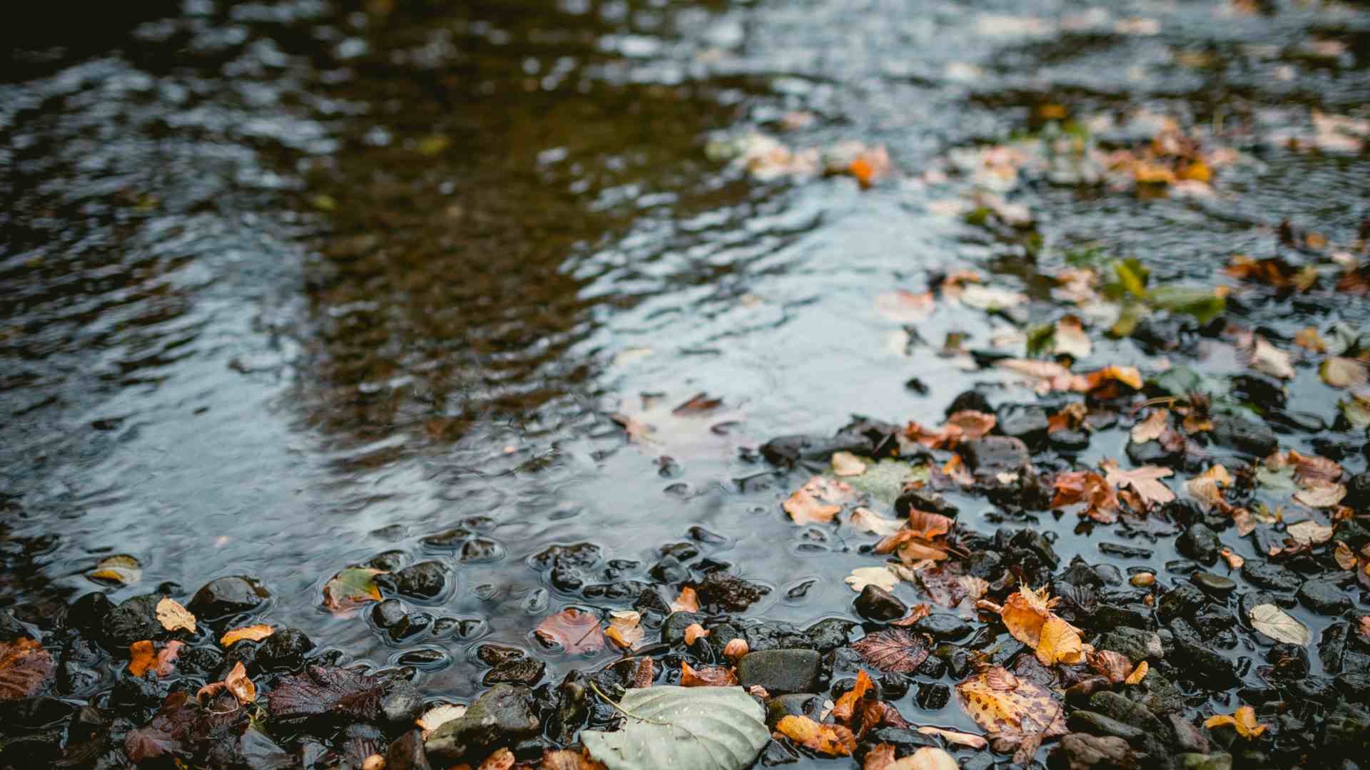 A small stream with leaves floating on the edge of it.