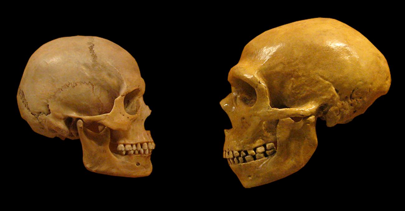 Skull of a Homo sapien and a Neanderthal side by side