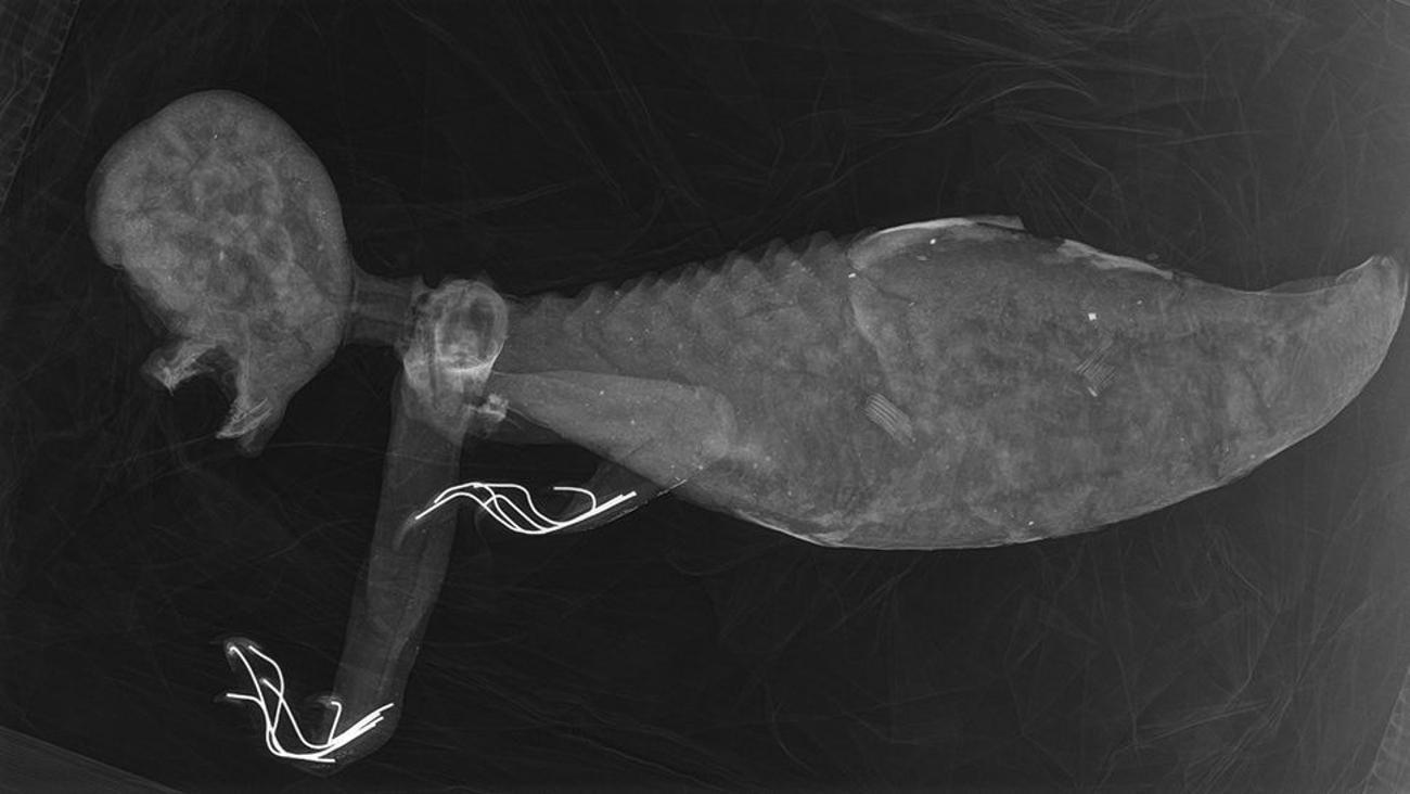 The x-ray performed in the Fejee Mermaid by Joseph Cress and his team