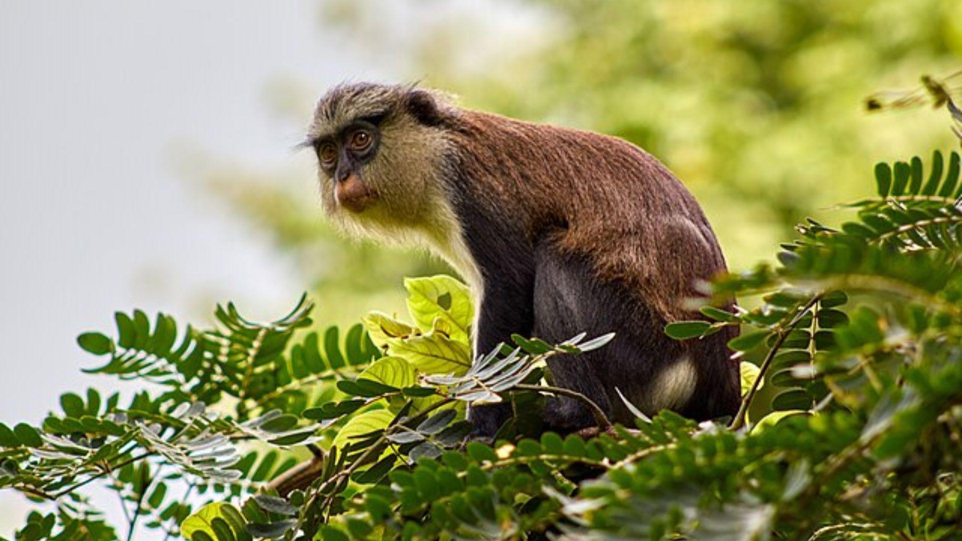 An photo of a monkey in a tree with green leaves.