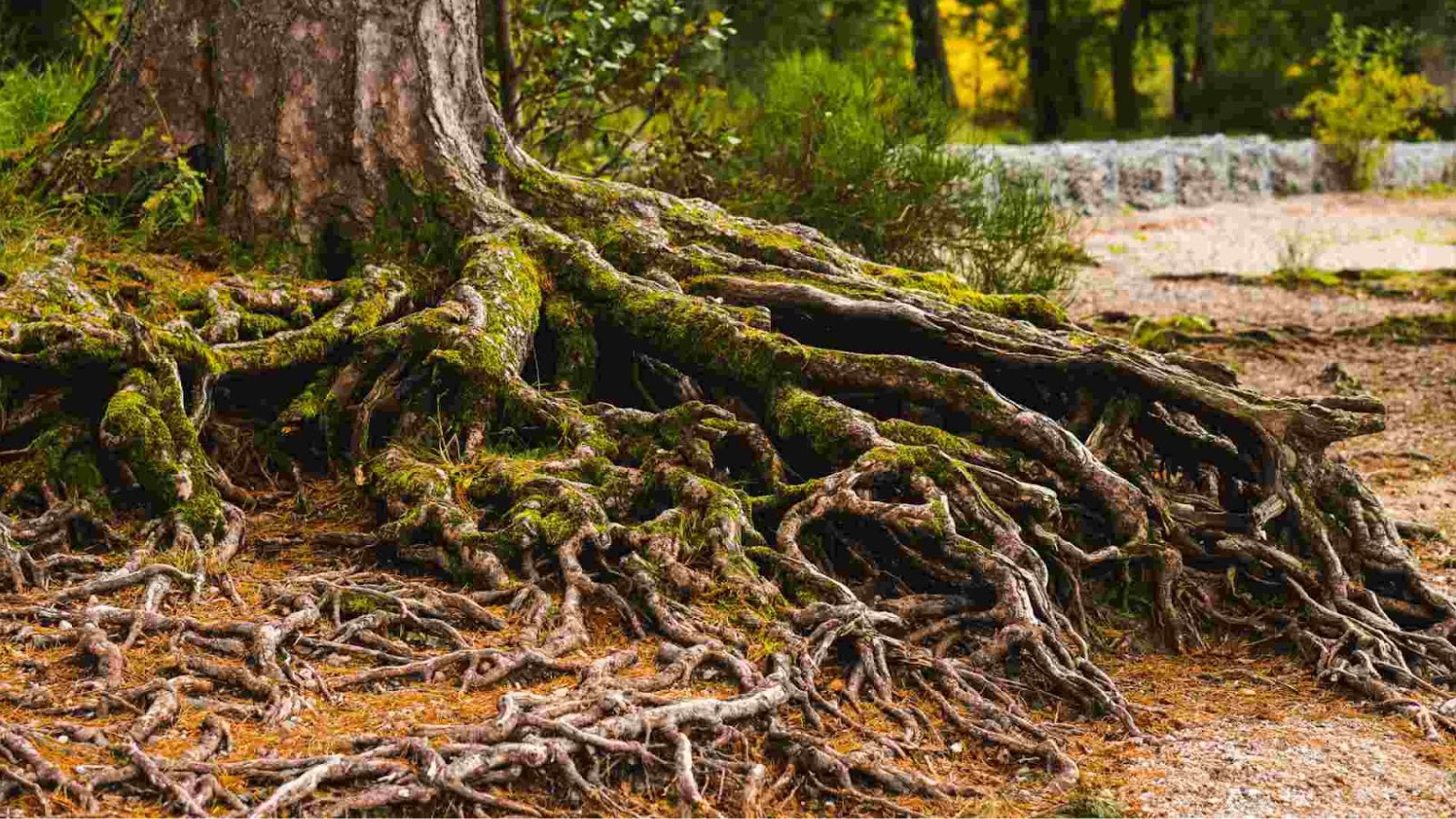 A tree with its roots spread out on the surface of the ground.