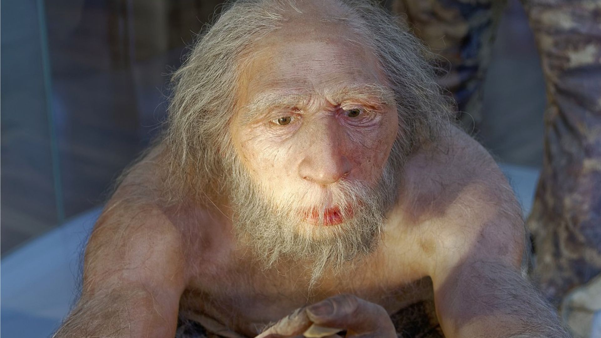 A hyper-realistic model of an ancient human ancestor with pale skin and long, gray hair. The figure has deep-set eyes, a prominent nose, and a long beard