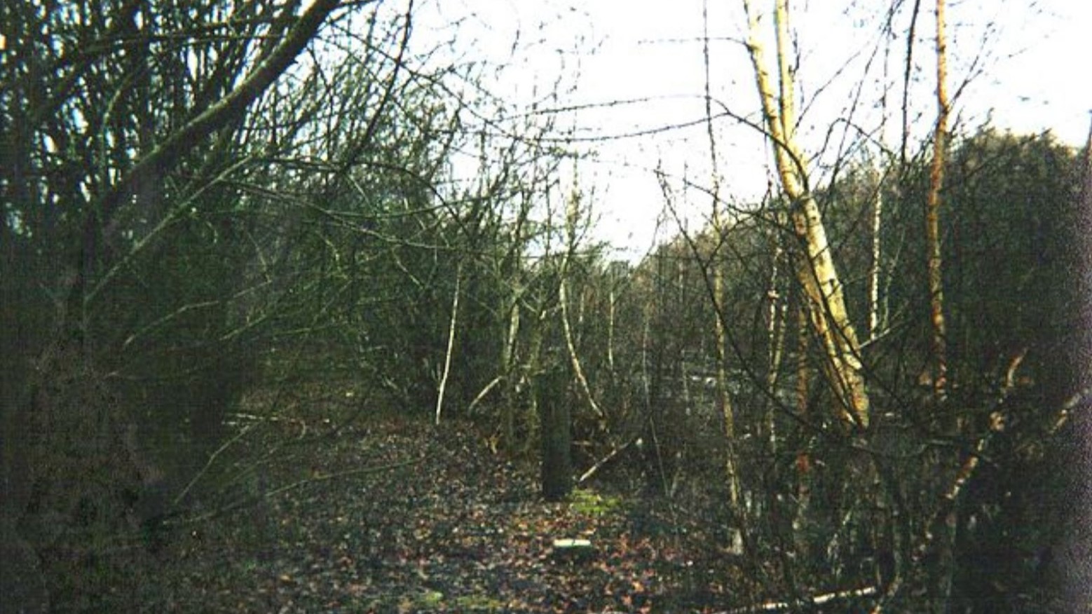 This is an abandoned forest in Dudleytown, Connecticut. There are bare trees with leaves on the floor, and it is where the old station used to be.