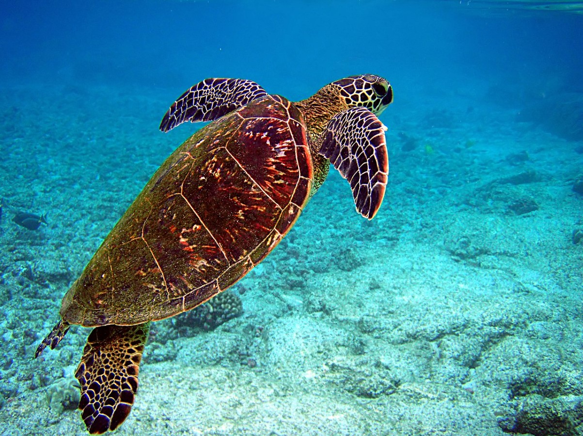 An image of a giant turtle swimming in the ocean
