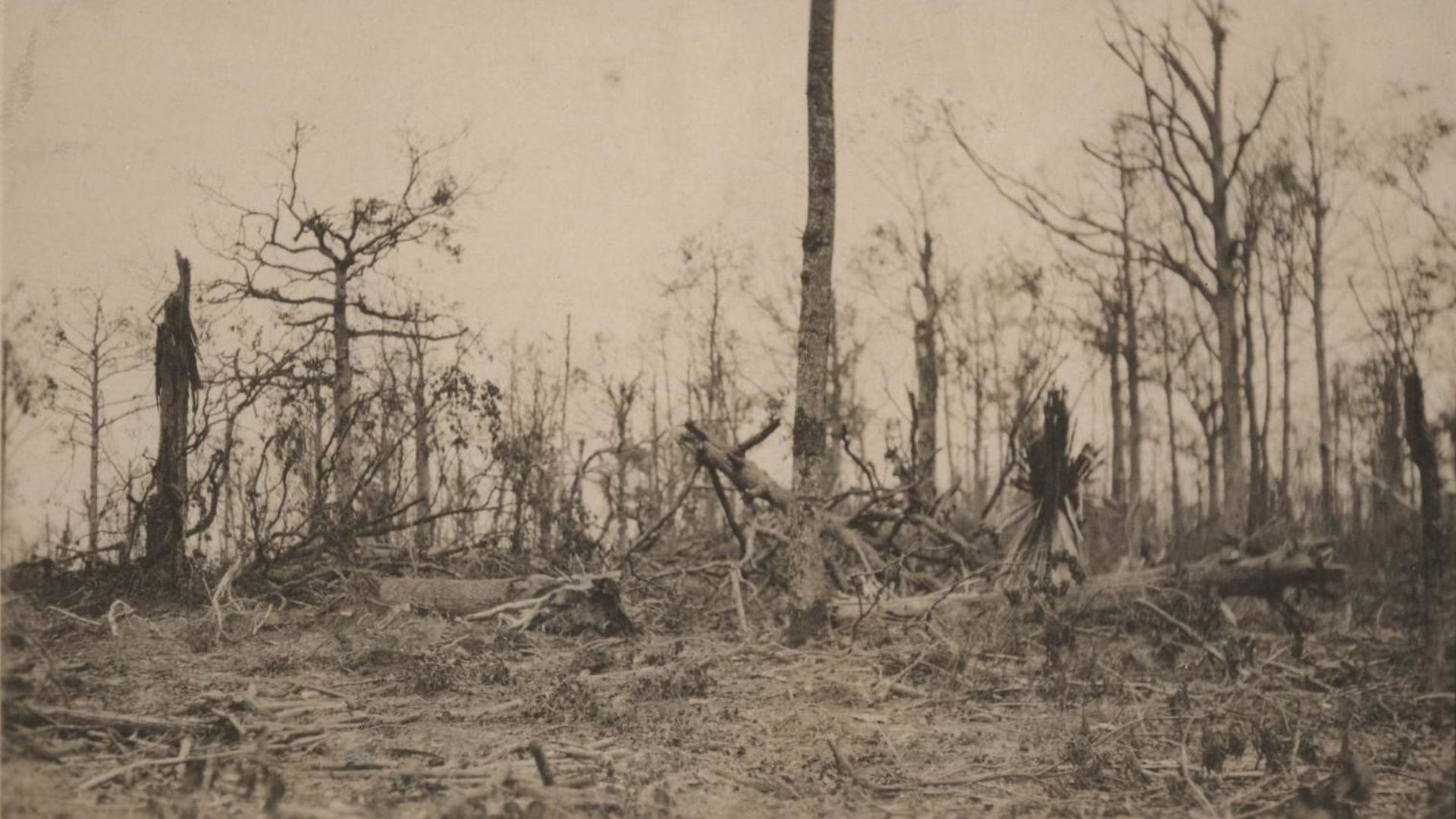 Shell-torn trees after World War I’s Battle of Belleau Wood.