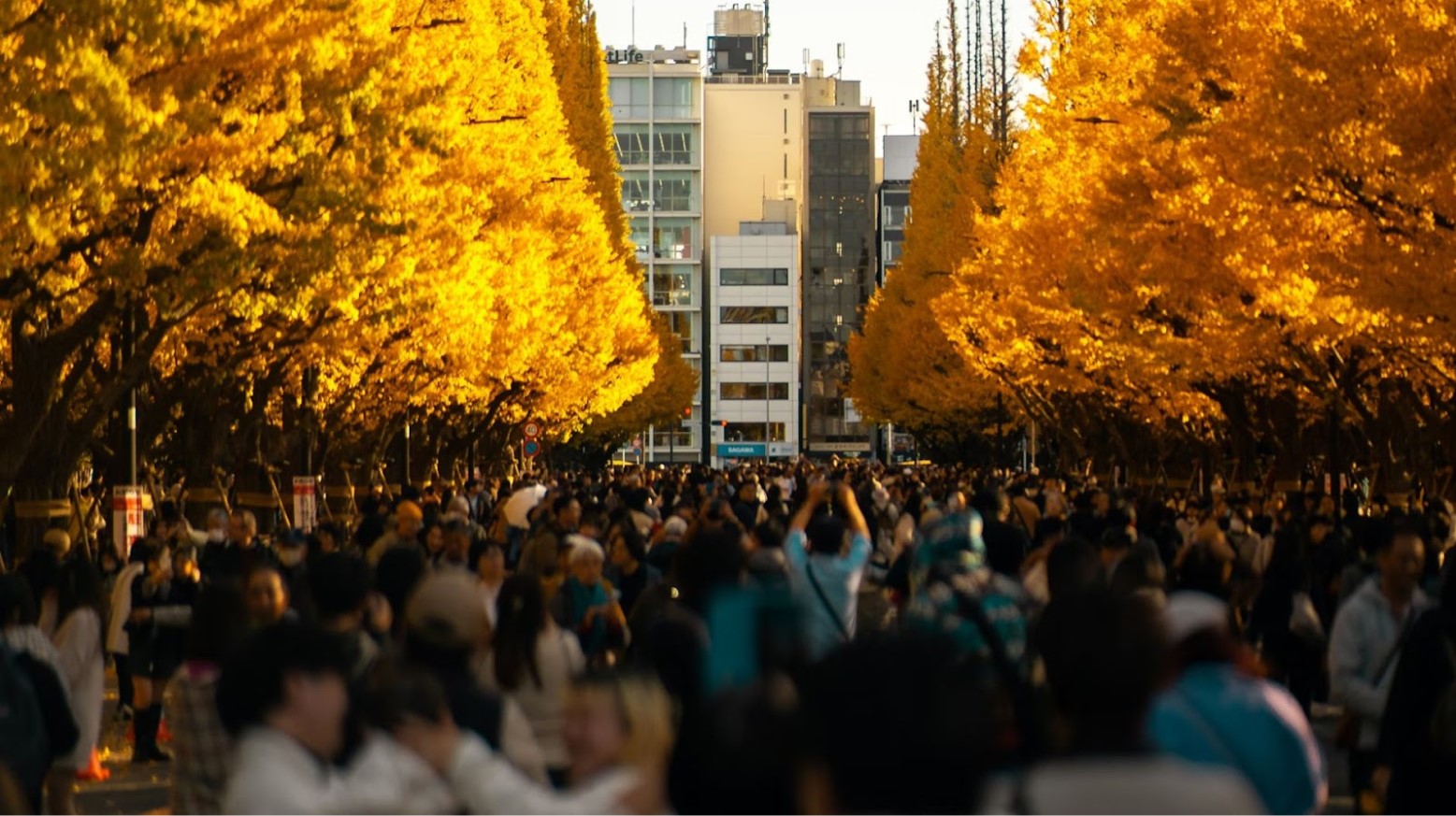 Tourists in Japan. There are crowds of tourists walking down a street. Trees with golden leaves are on either side of the street, with there being a high-rise building at the end of the street.