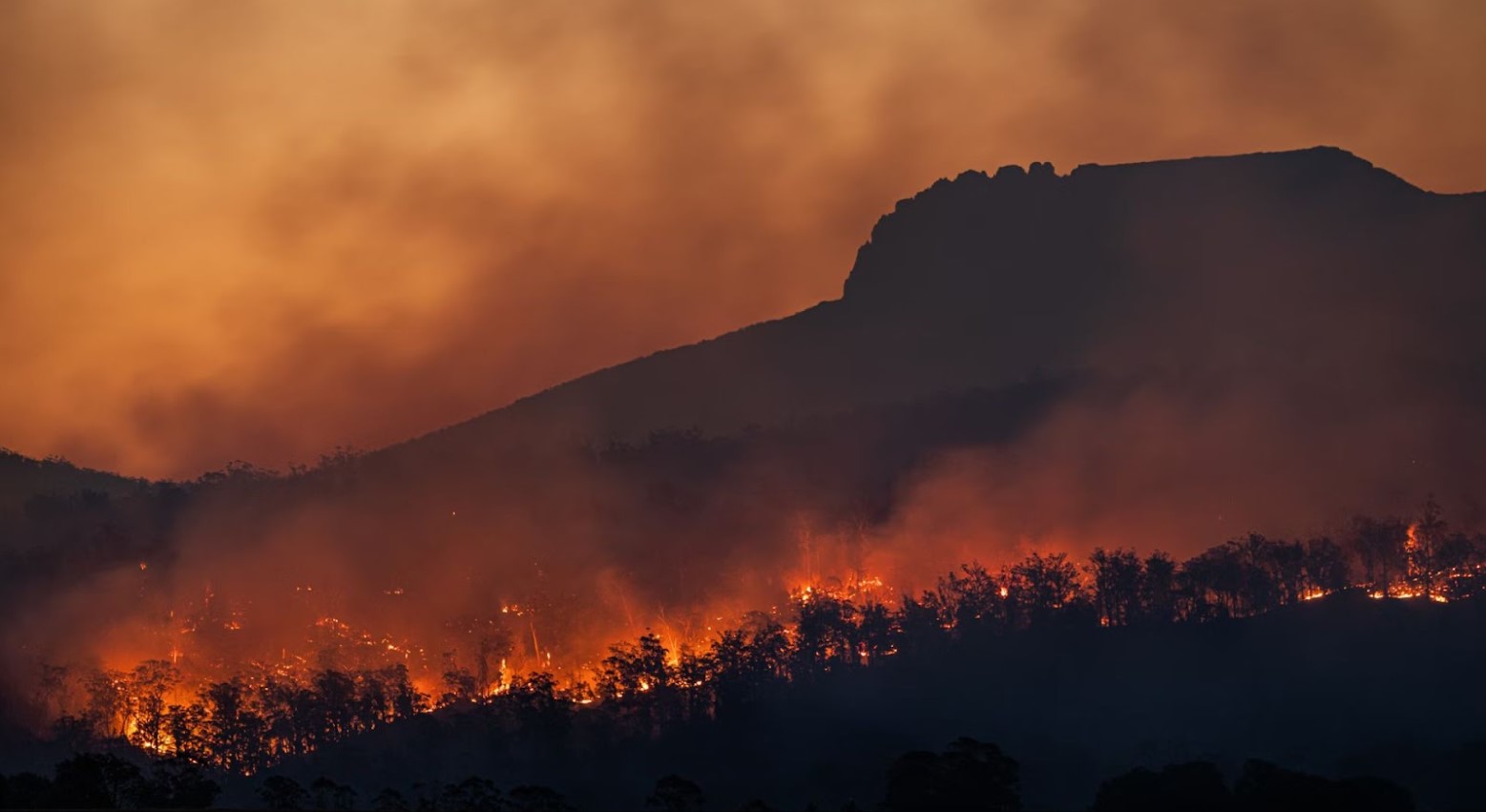 A forest fire. The bushes and trees are on fire, with the smoke from the fire causing the area to be in darkness.