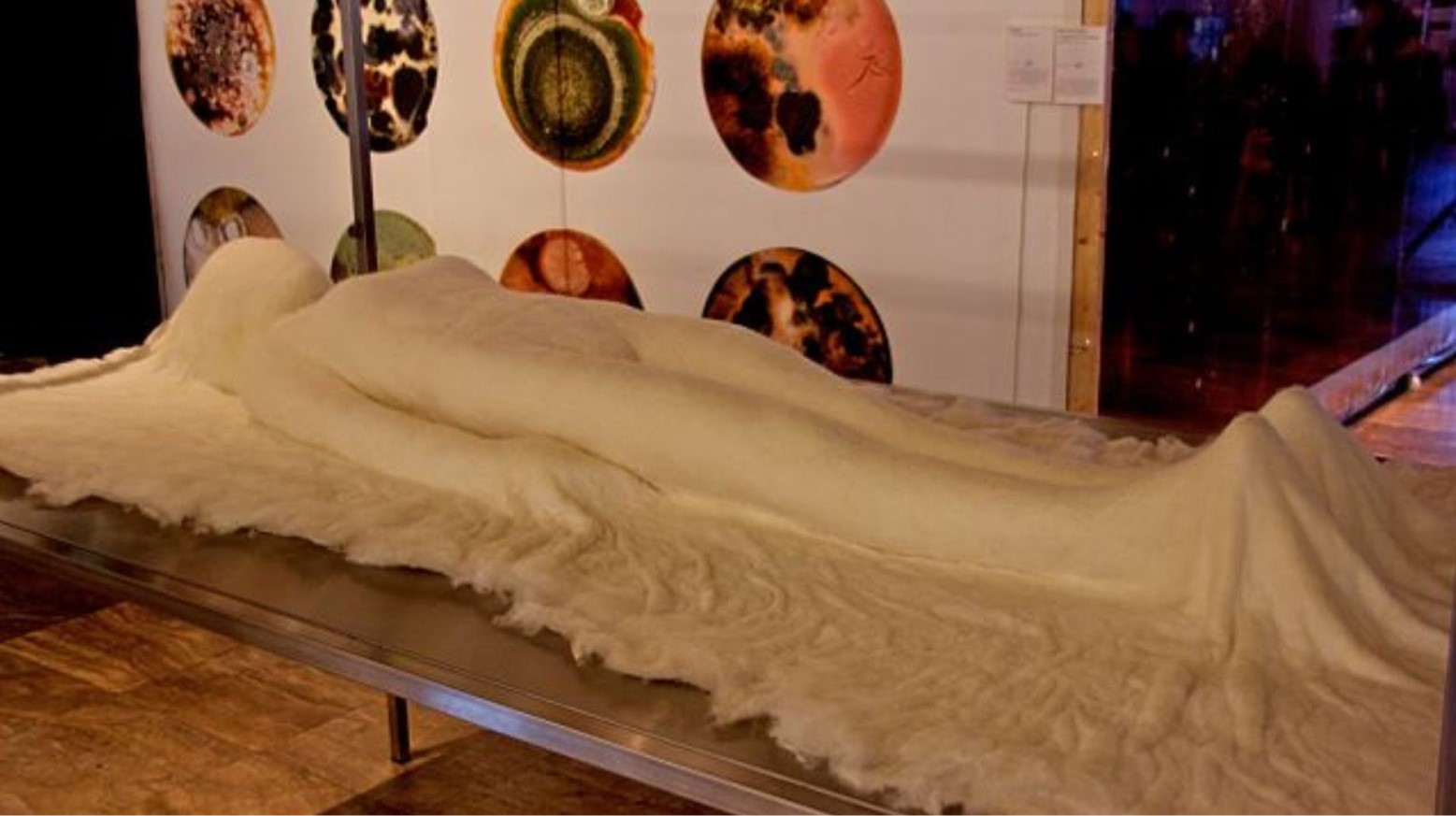 A fake human body in a museum that depicts body decomposition. The arms are by their side and a white cloth is covering the body.