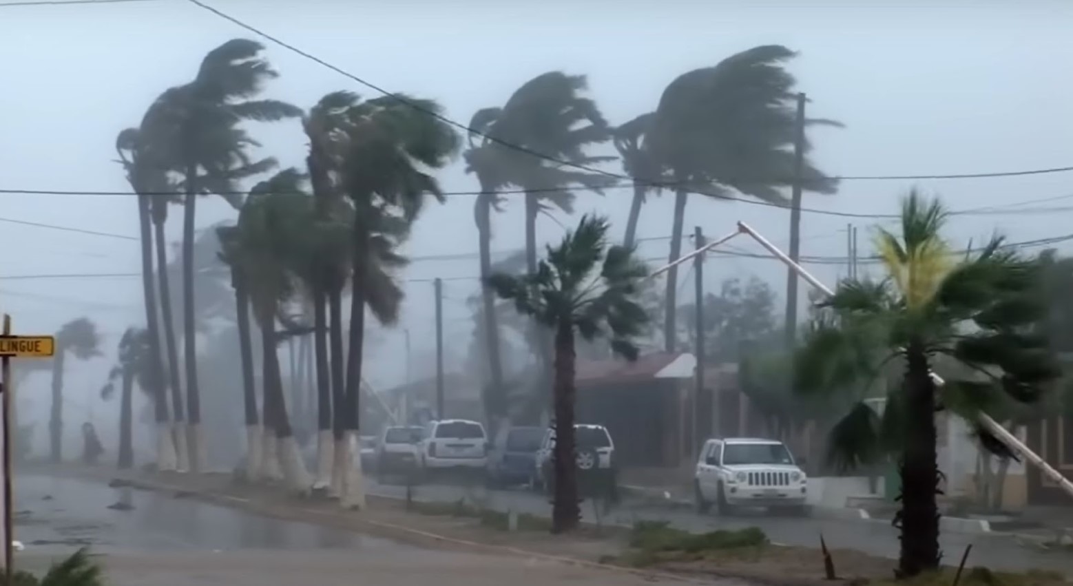 Images from a typhoon. There is debris across the road, trees blowing in the wind, and cars parking on the side of the road outside houses.