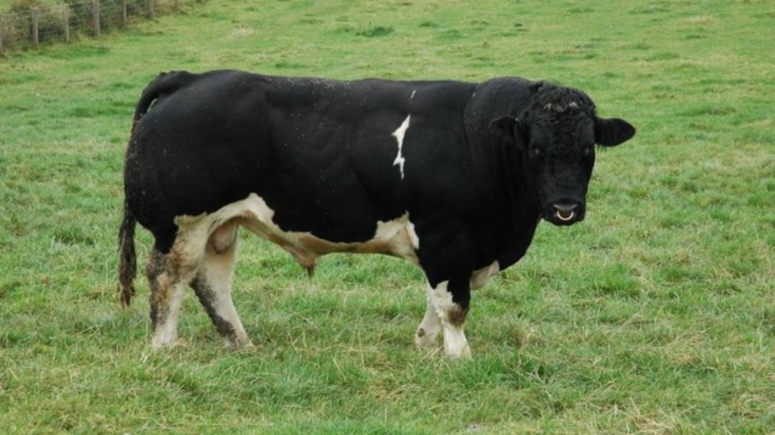 A black and white bull in a field of green grass.