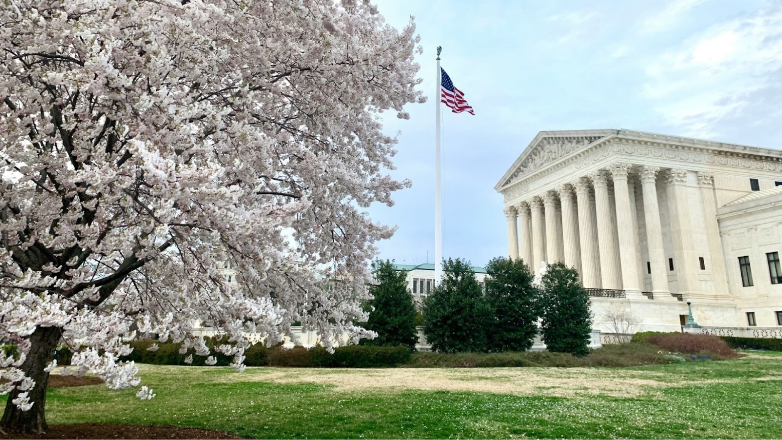 A tree and the American flag on the side of the Supreme Court building.
