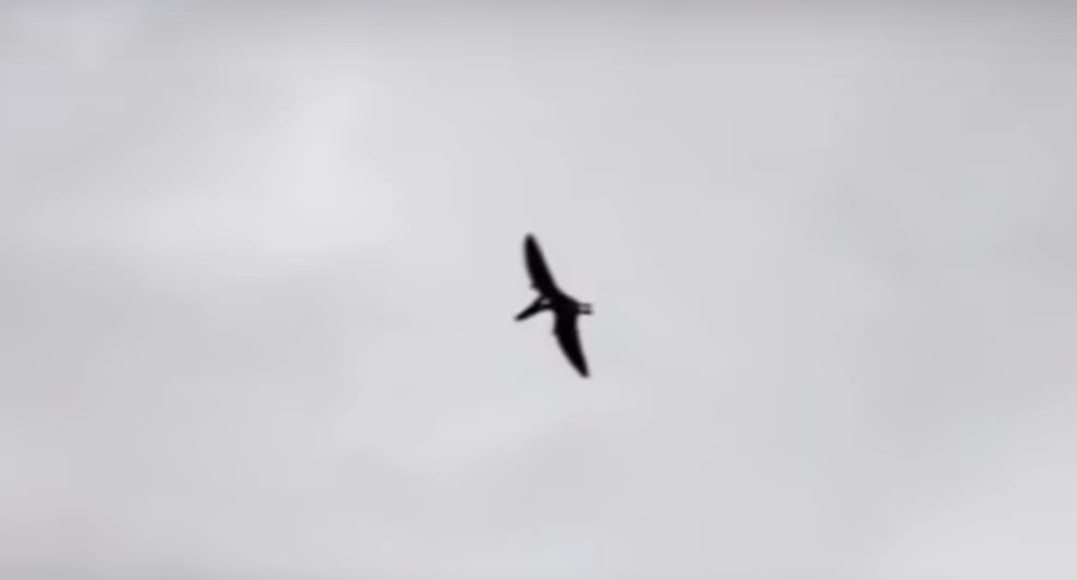 Man Spots a Prehistoric Bird Flying in a Nature Reserve and Manages to ...